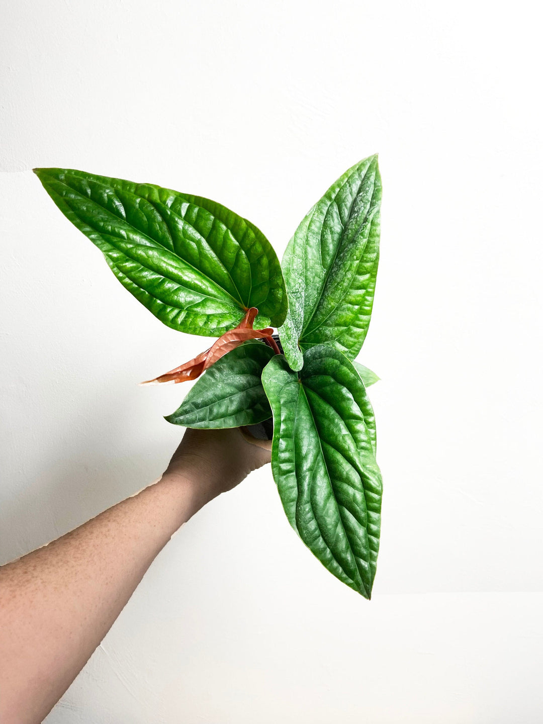 Anthurium Radicans x Luxurians