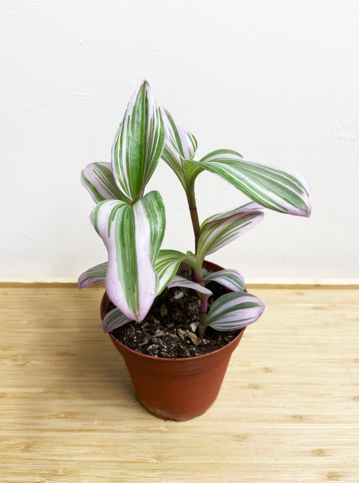 Tradescantia Nanouk Bubblegum