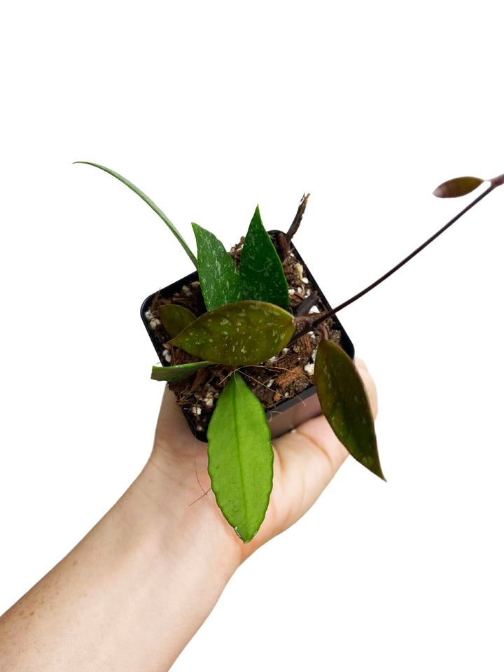 Hoya Gracilis