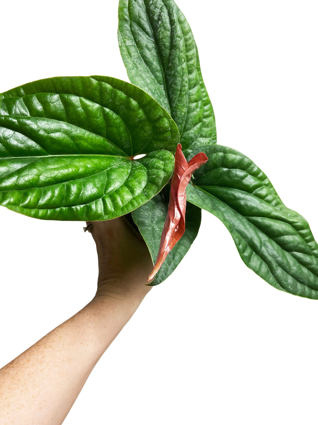 Anthurium Radicans x Luxurians