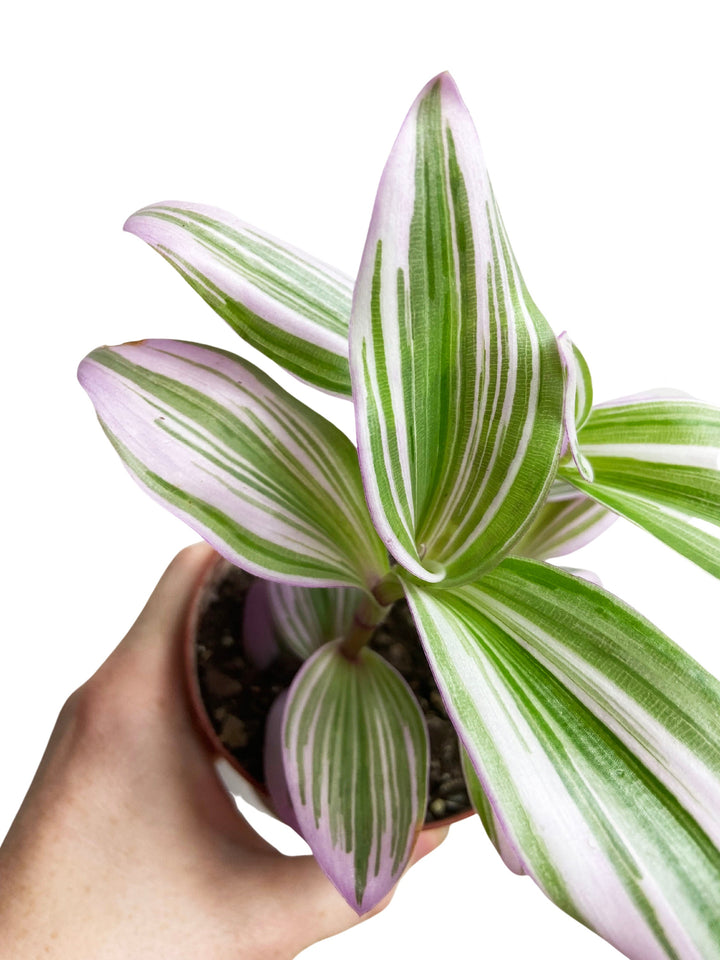 Tradescantia Nanouk Bubblegum