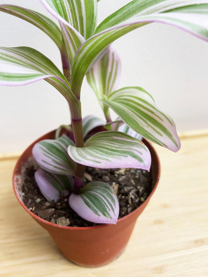 Tradescantia Nanouk Bubblegum