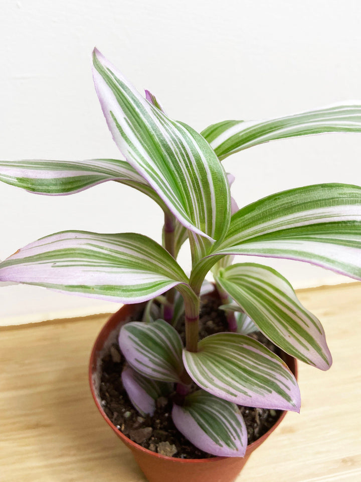 Tradescantia Nanouk Bubblegum