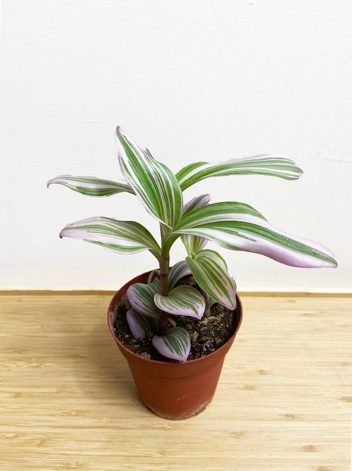 Tradescantia Nanouk Bubblegum