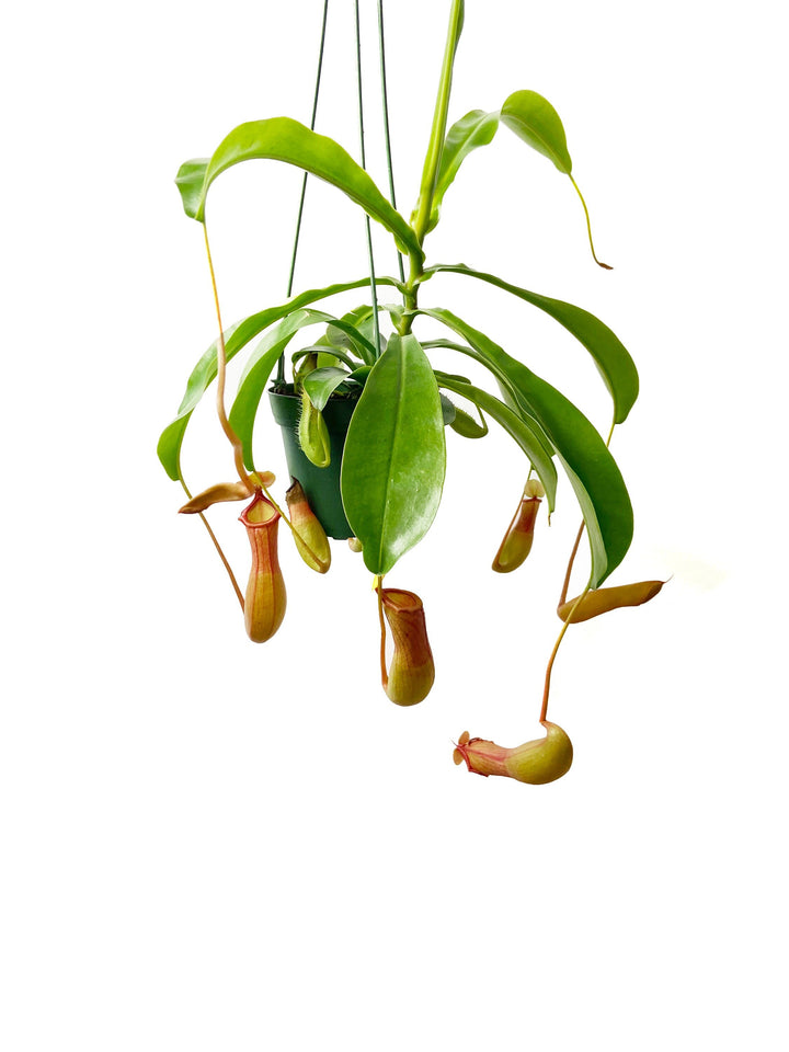 Pitcher Plant "Nepenthes Alata"