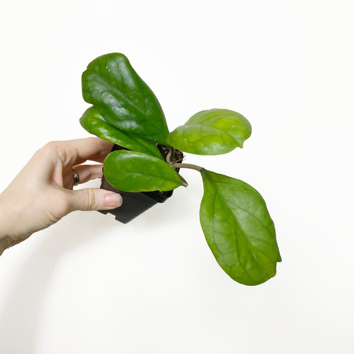 Hoya Viola
