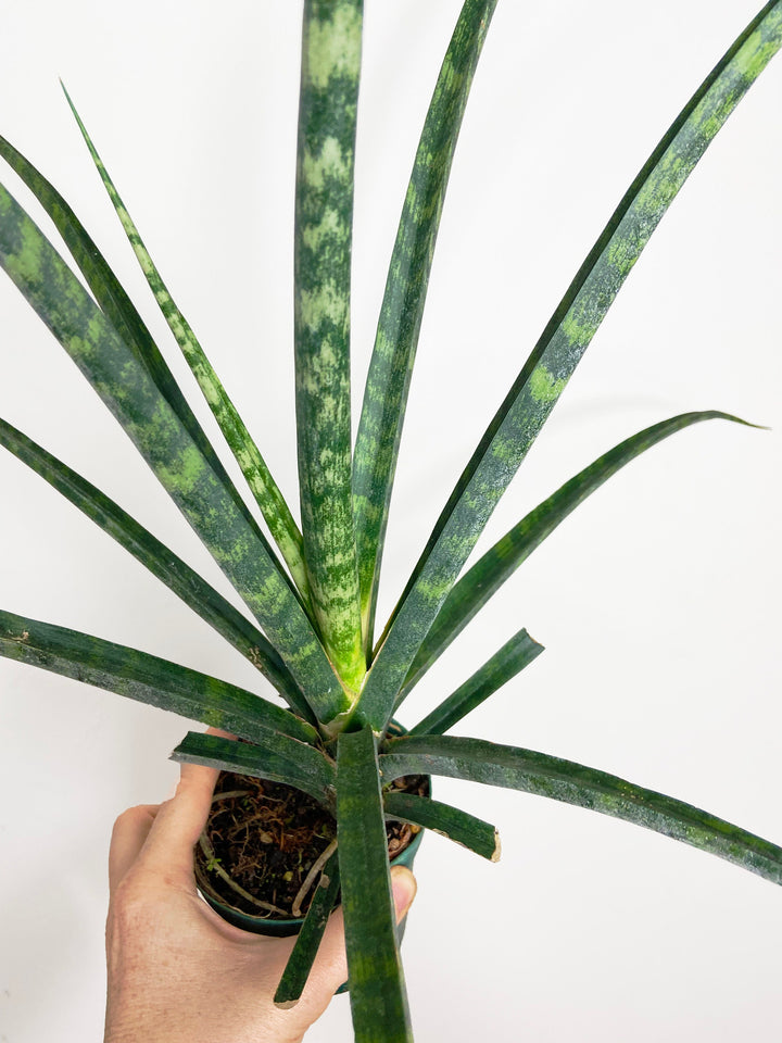 Sansevieria Fernwood Mikado