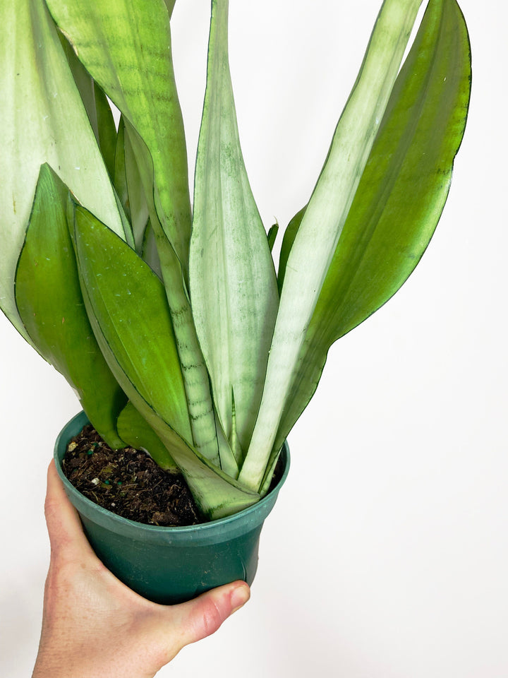 Sansevieria Moonshine