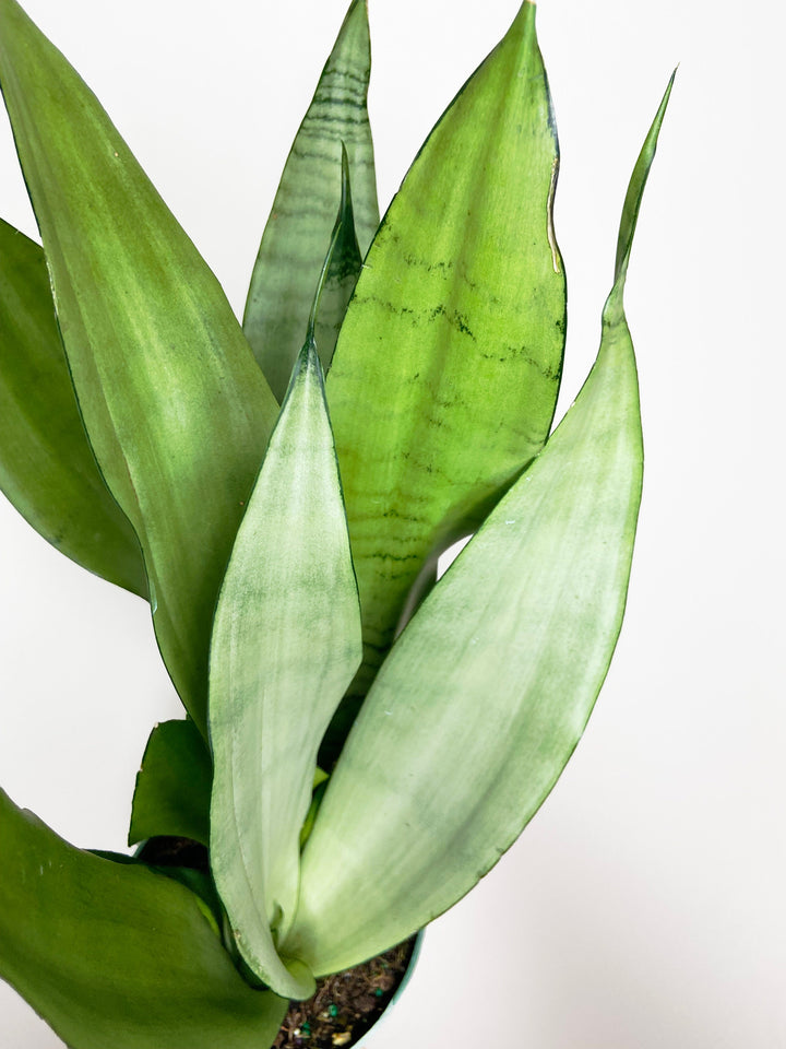 Sansevieria Moonshine