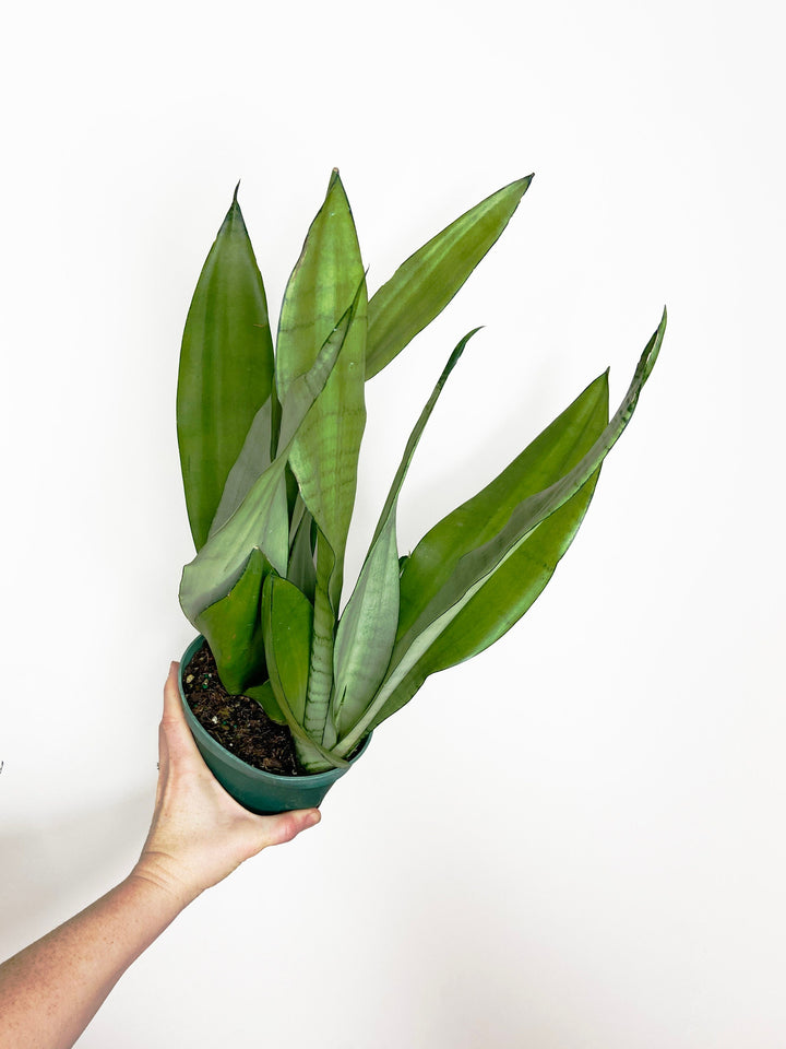 Sansevieria Moonshine