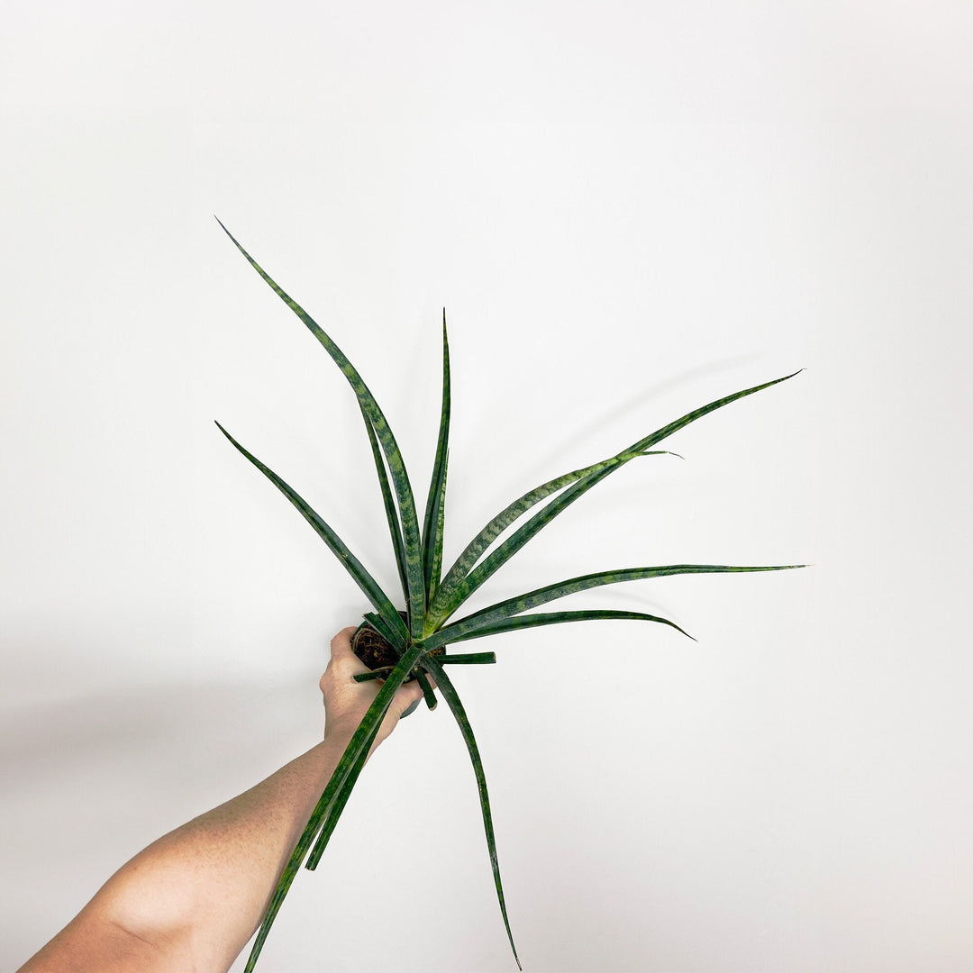 Sansevieria Fernwood Mikado