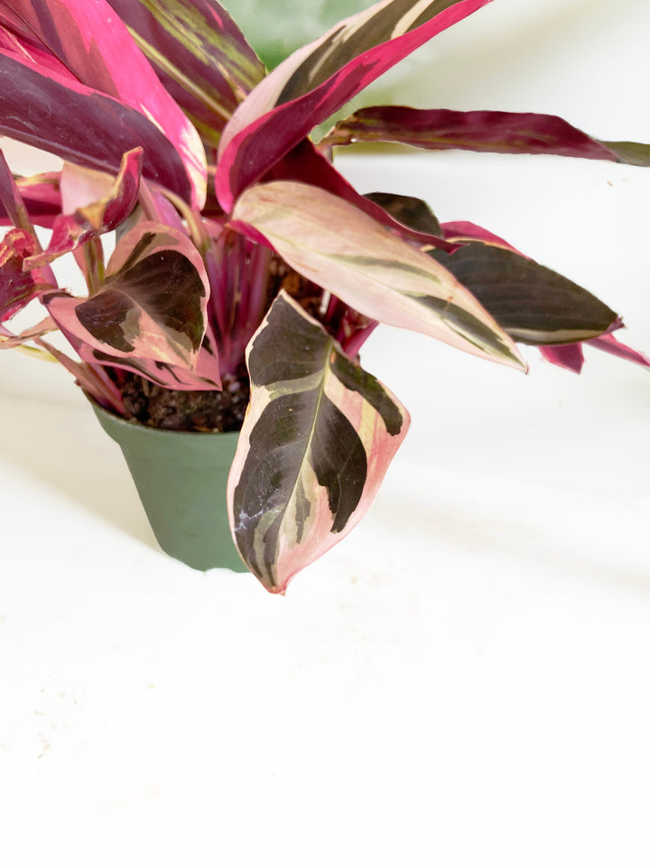 Stromanthe Triostar