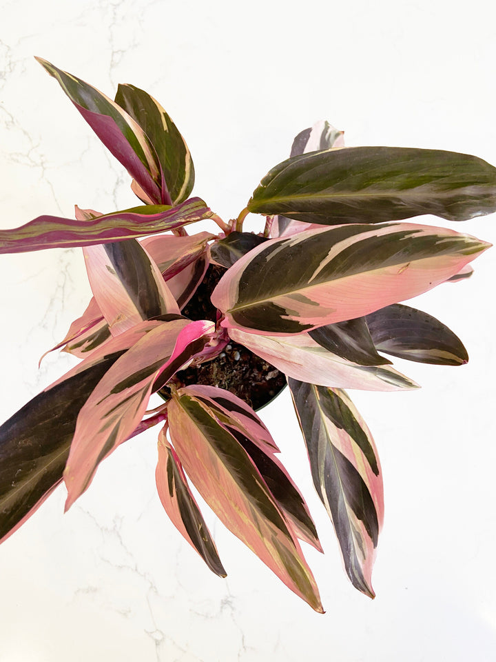 Stromanthe Triostar