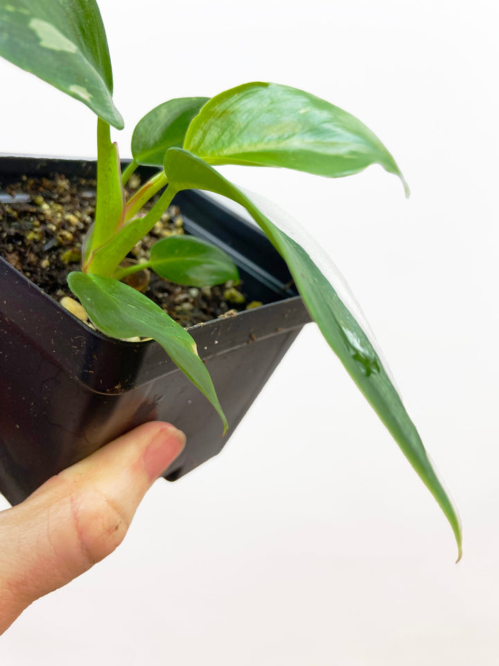 Philodendron White Princess