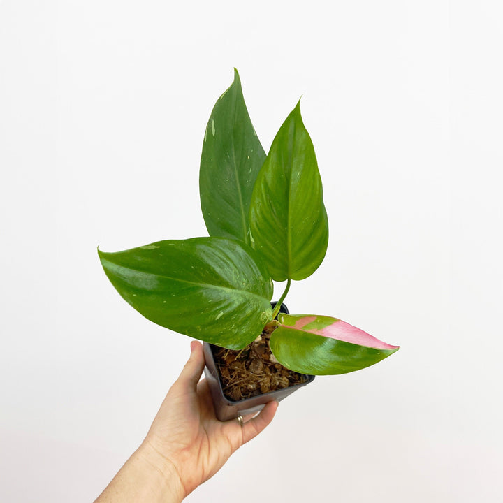 Philodendron White Princess