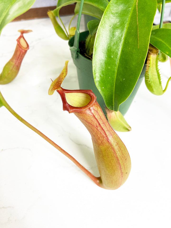 Pitcher Plant "Nepenthes Alata"