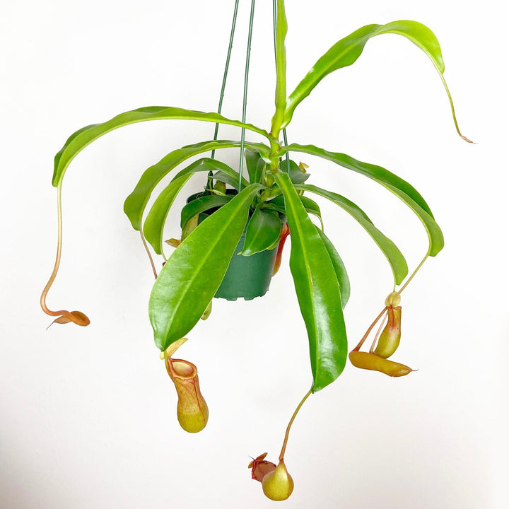 Pitcher Plant "Nepenthes Alata"