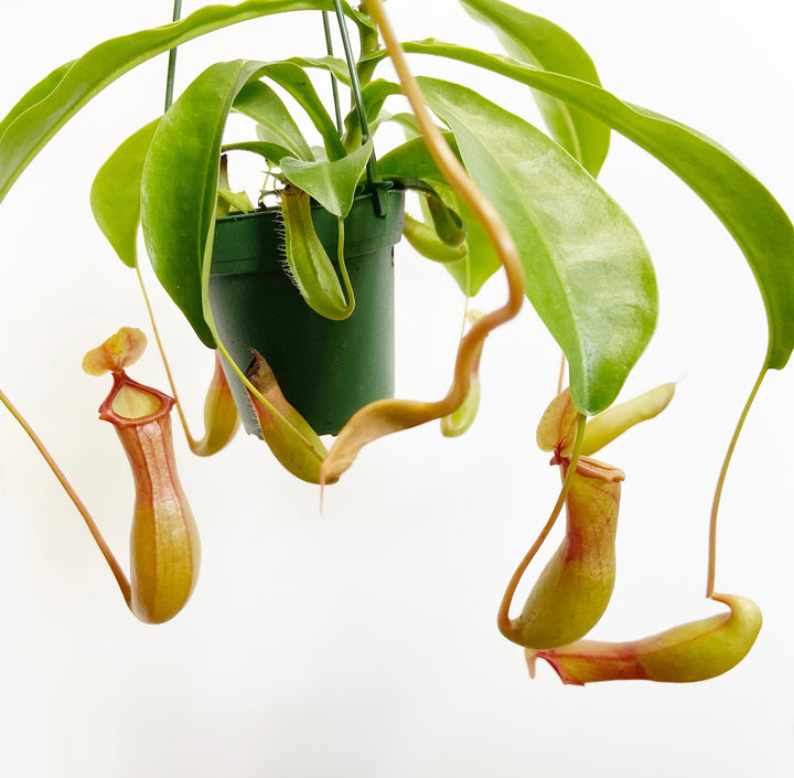 Pitcher Plant "Nepenthes Alata"