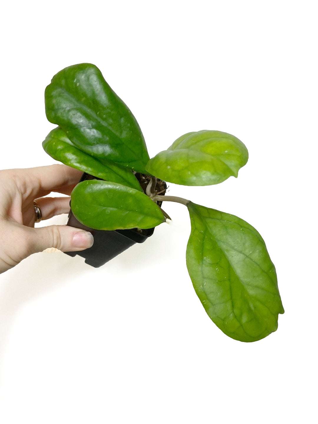 Hoya Viola