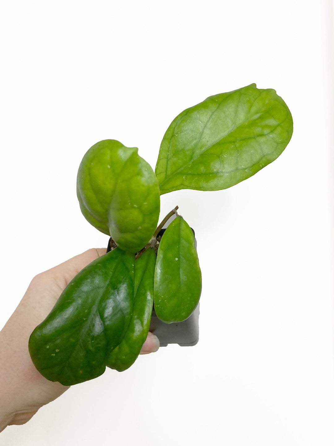 Hoya Viola
