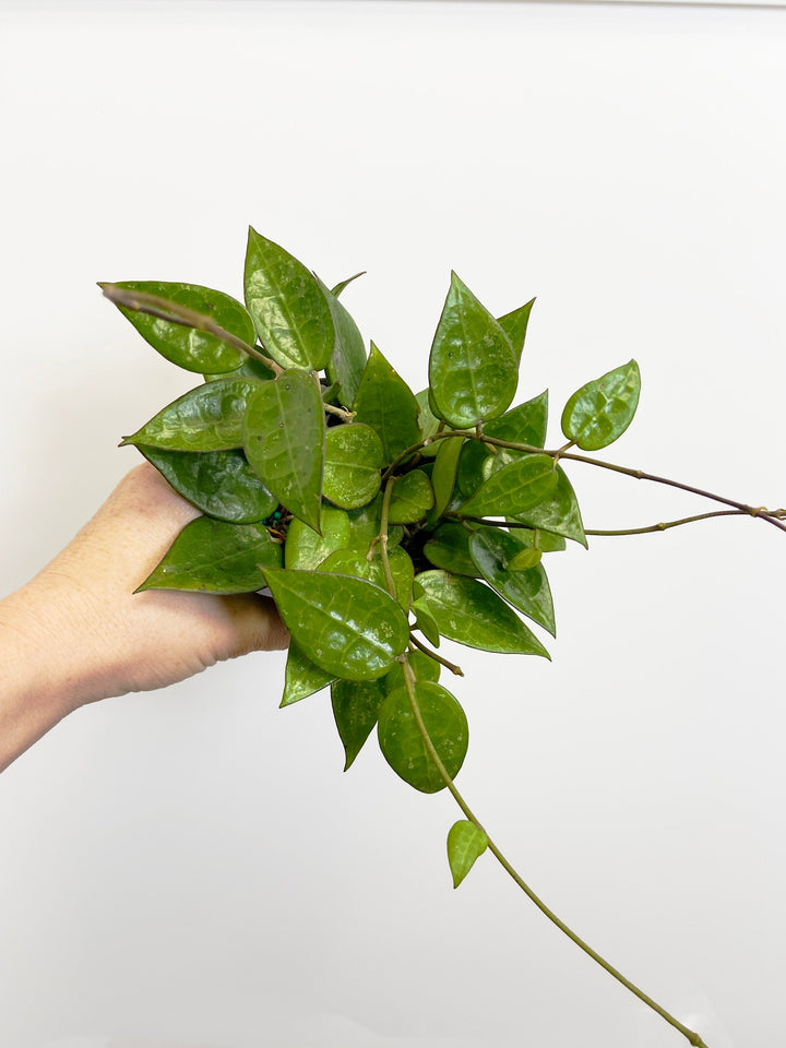 Hoya Parasitica Black Margins