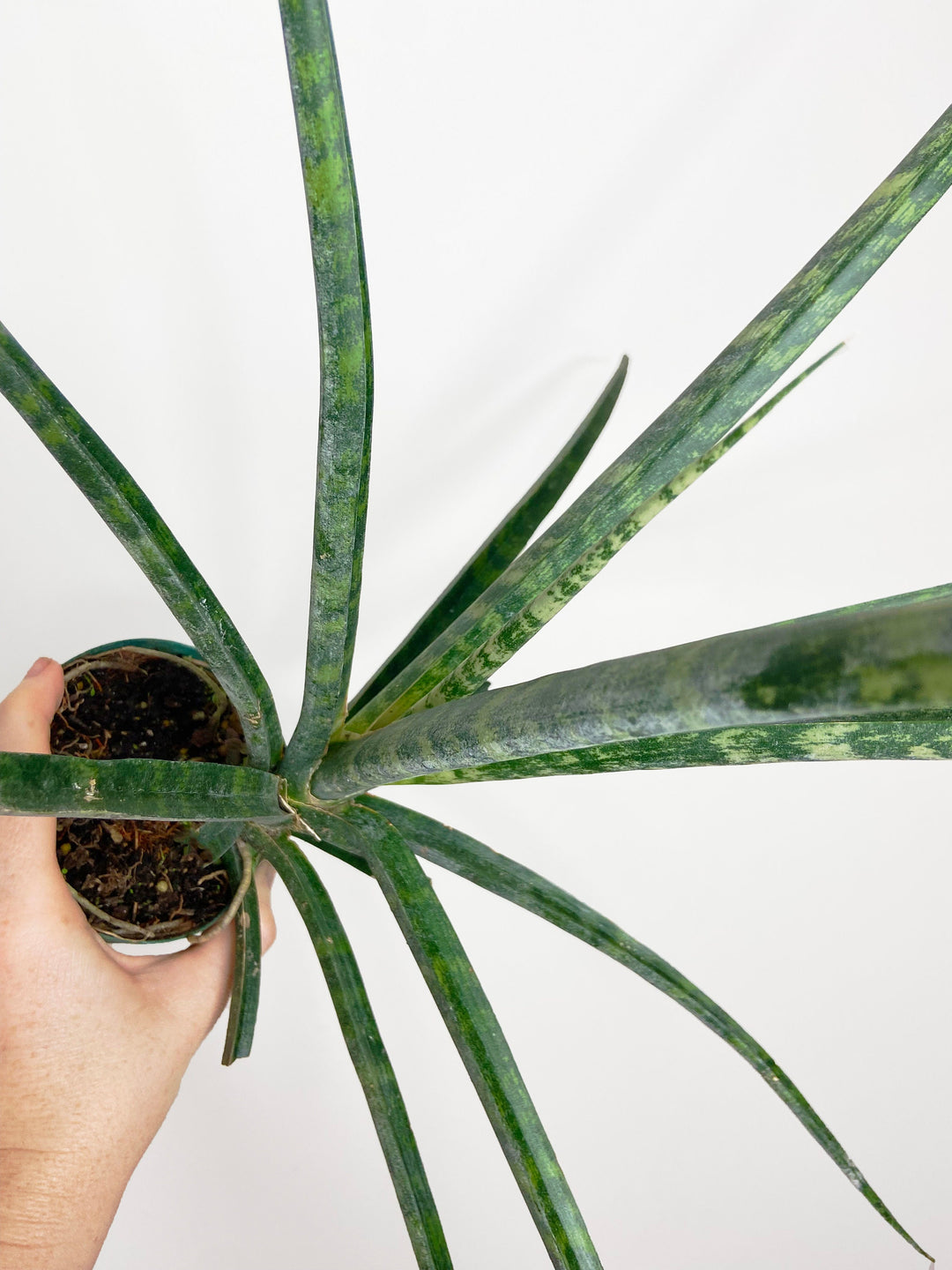Sansevieria Fernwood Mikado