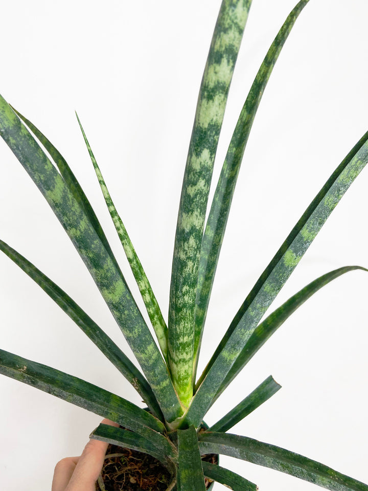 Sansevieria Fernwood Mikado