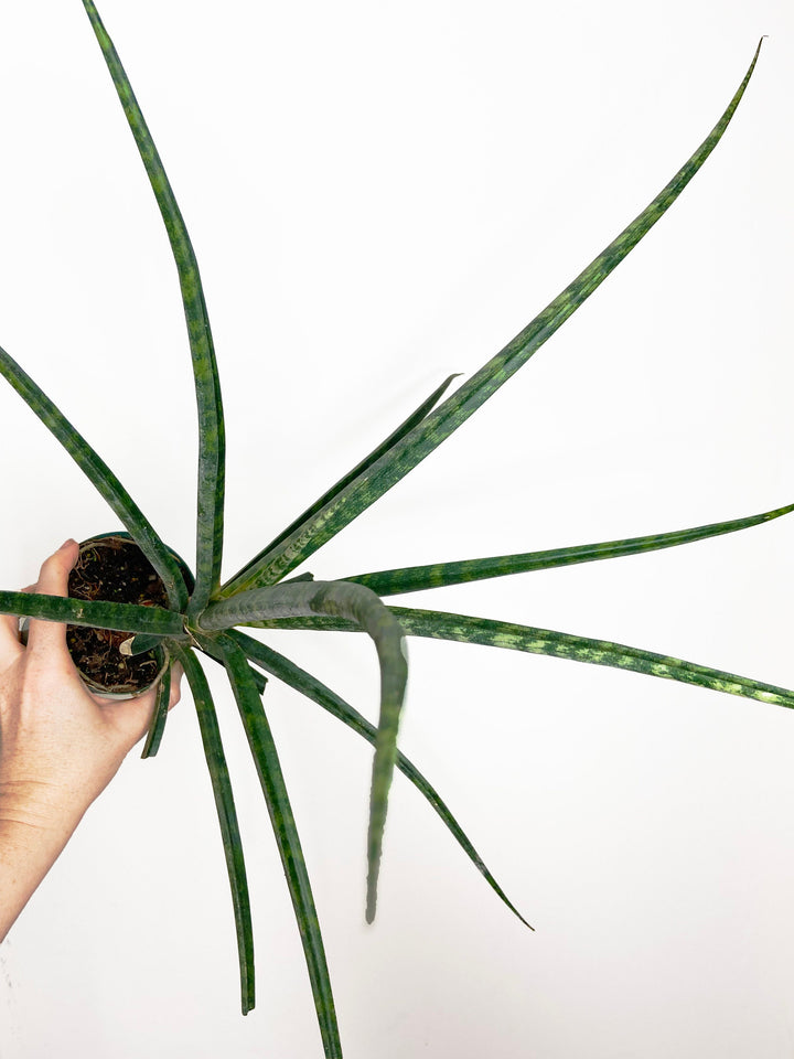 Sansevieria Fernwood Mikado