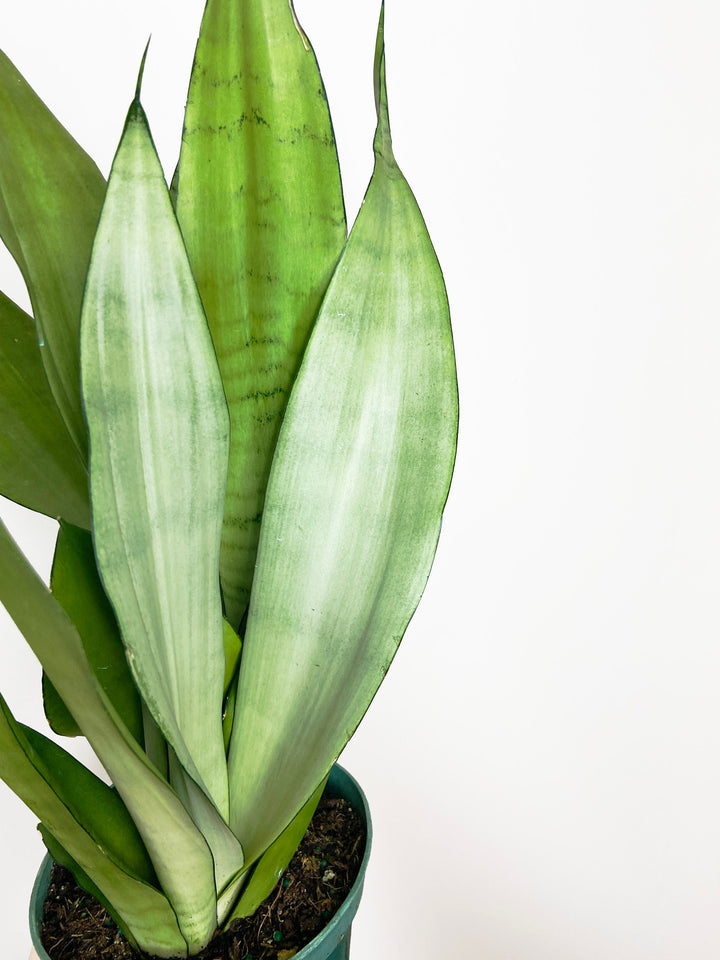 Sansevieria Moonshine