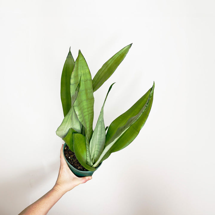 Sansevieria Moonshine