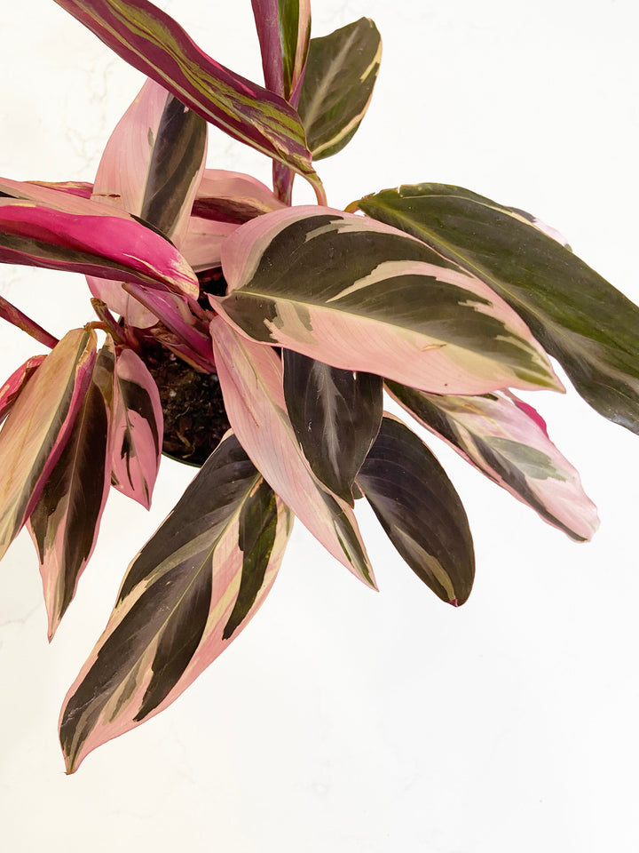 Stromanthe Triostar