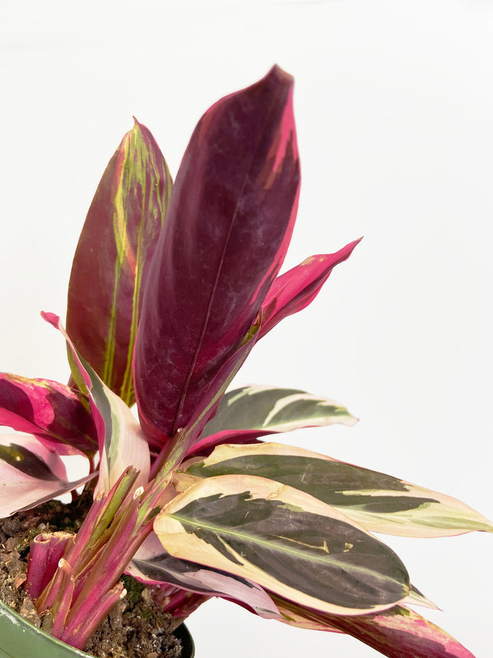 Stromanthe Triostar