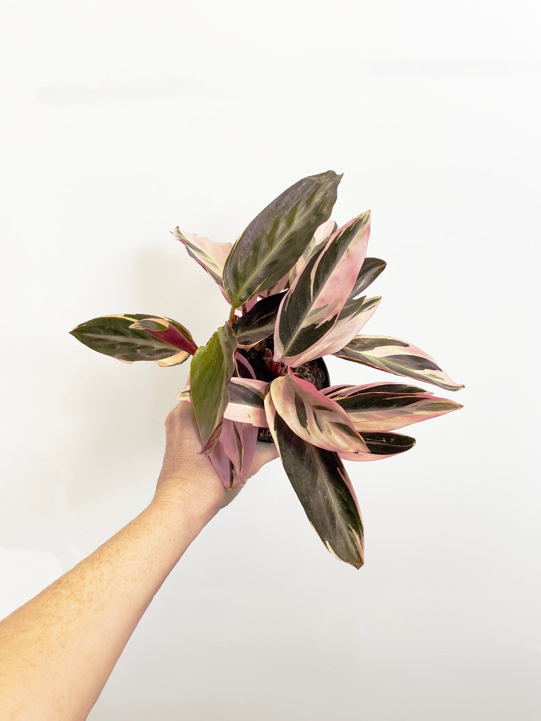 Stromanthe Triostar