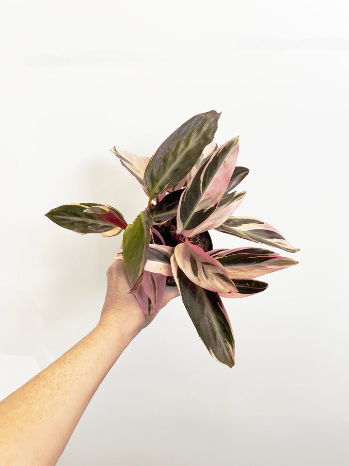 Stromanthe Triostar