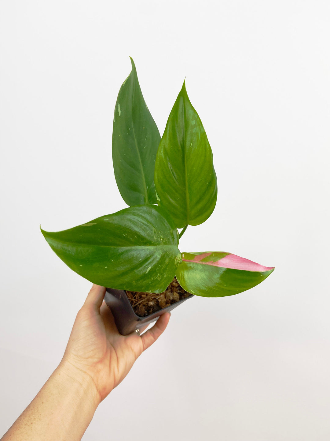 Philodendron White Princess