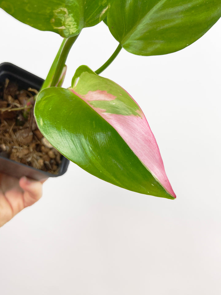 Philodendron White Princess