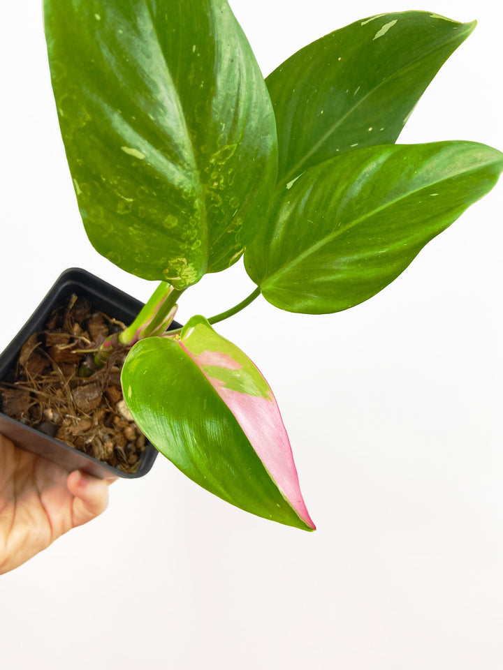 Philodendron White Princess