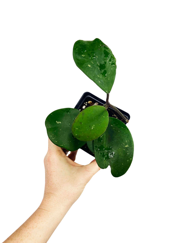 Hoya Obovata
