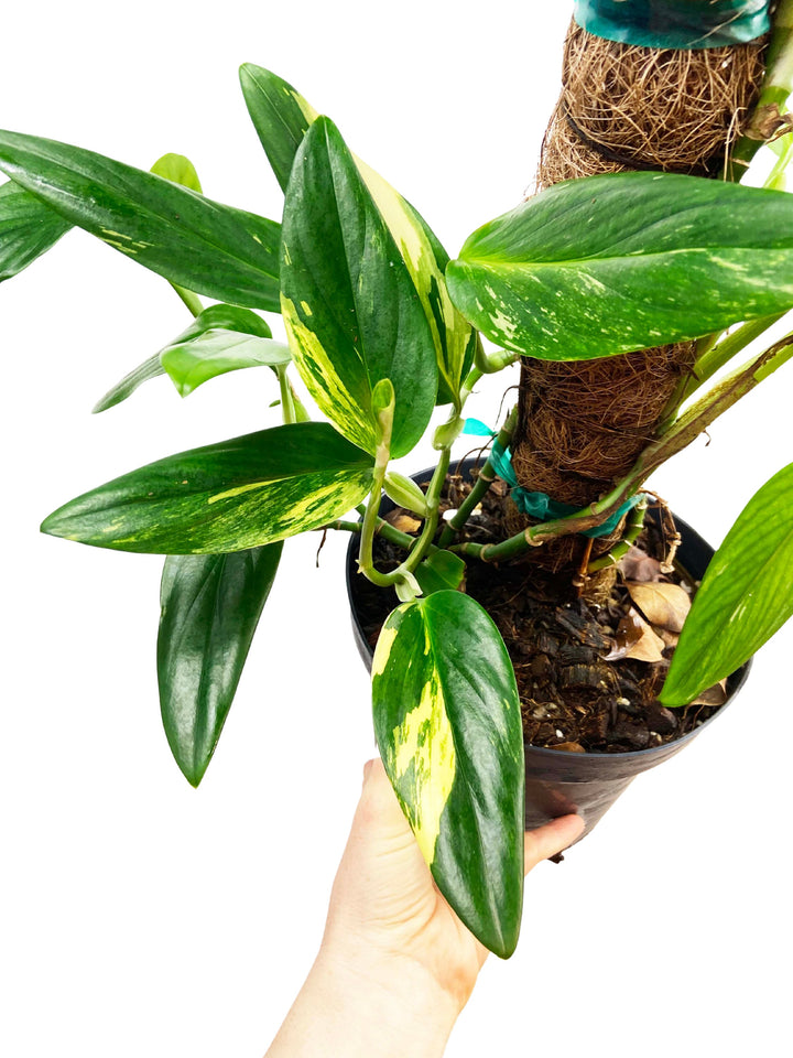 Monstera Standleyana Aurea