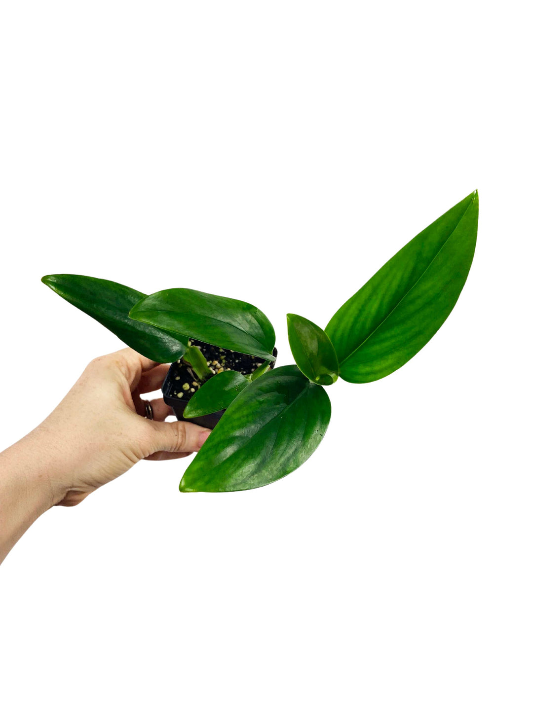 Monstera Standleyana Green (Reverted)