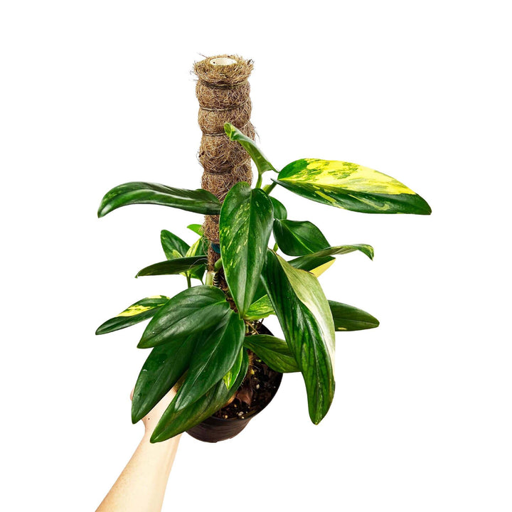 Monstera Standleyana Aurea
