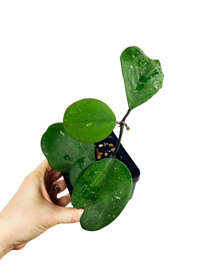 Hoya Obovata