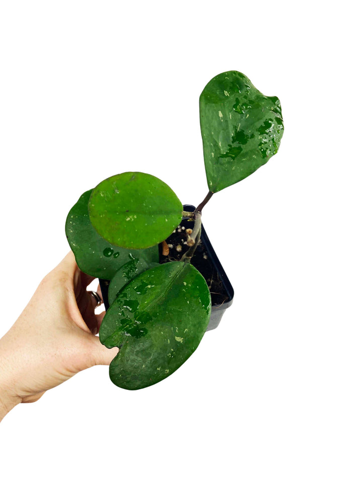 Hoya Obovata