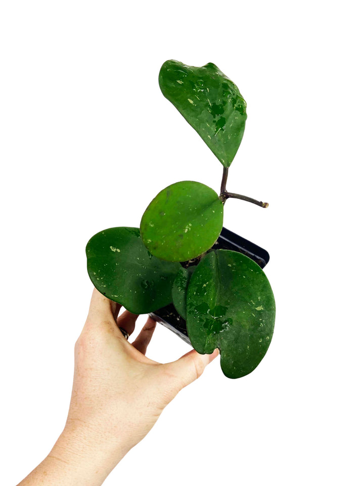 Hoya Obovata