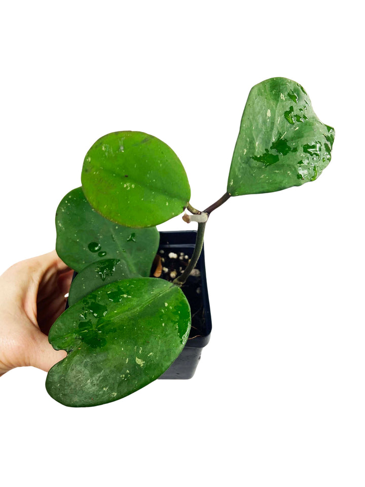Hoya Obovata