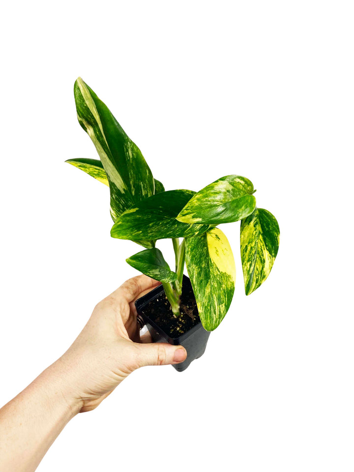 Monstera Standleyana Aurea