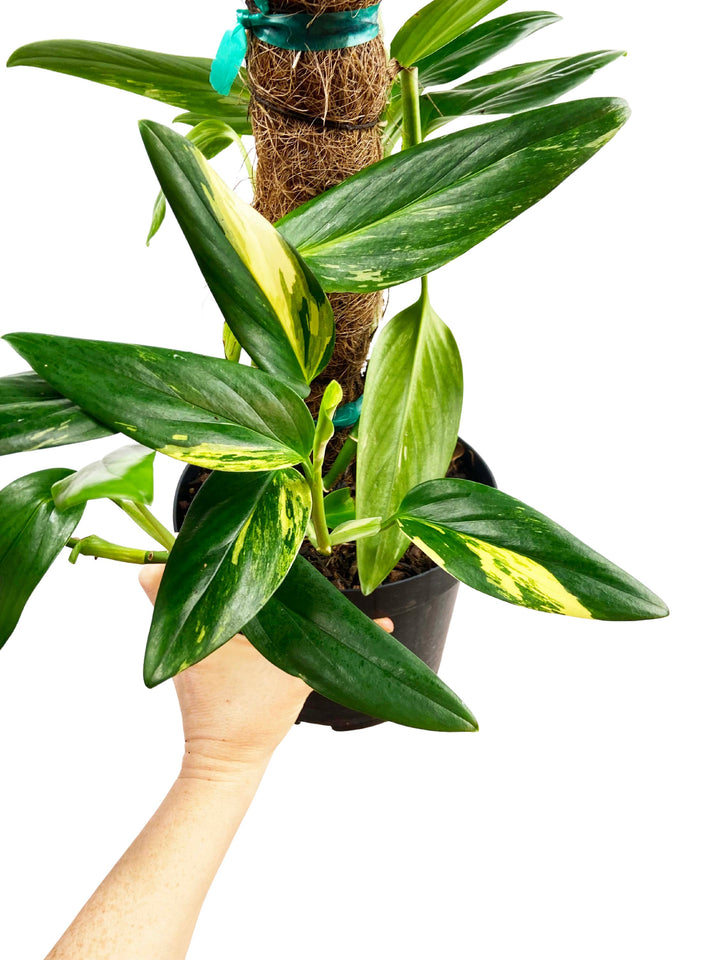 Monstera Standleyana Aurea