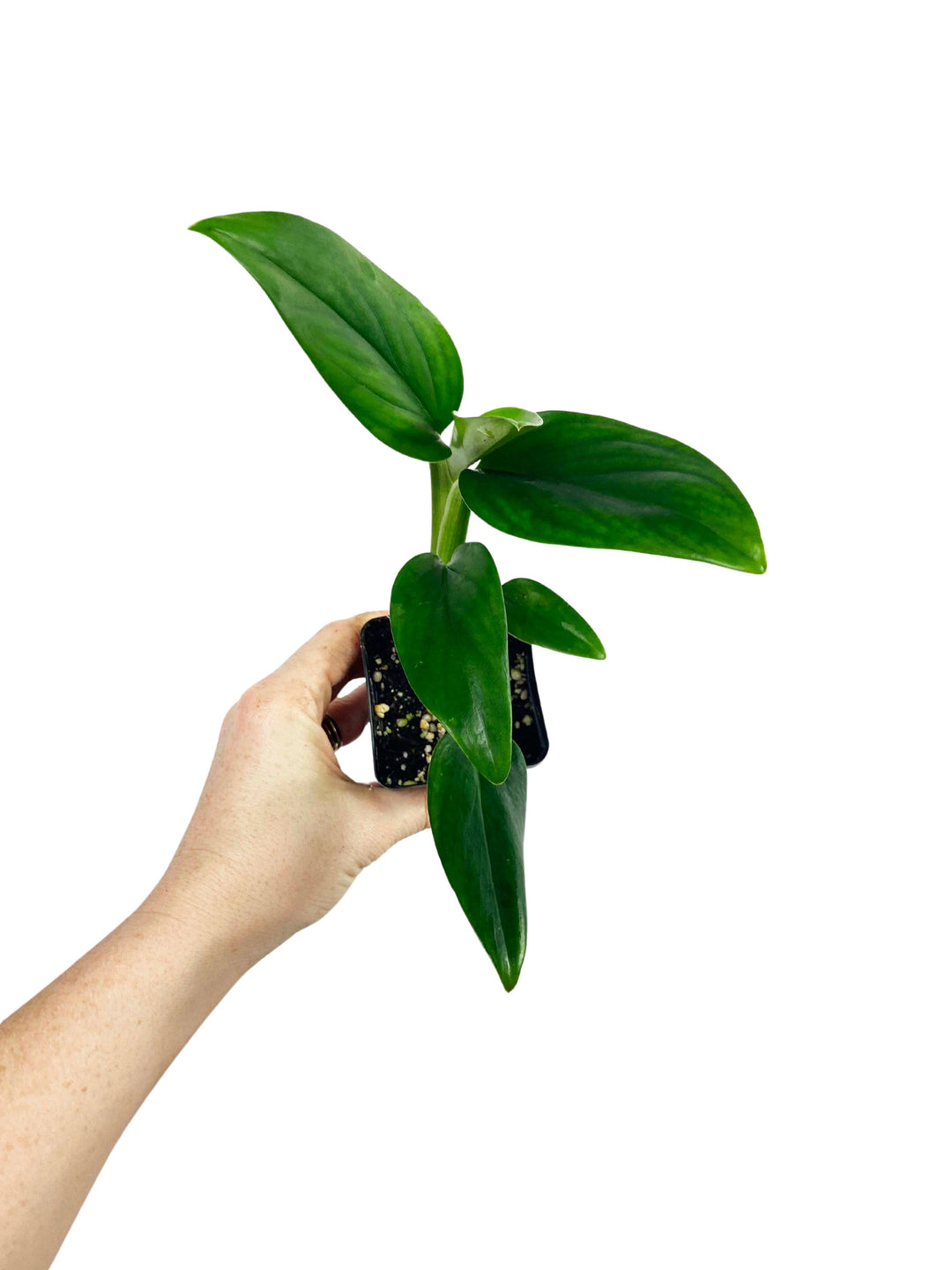 Monstera Standleyana Green (Reverted)