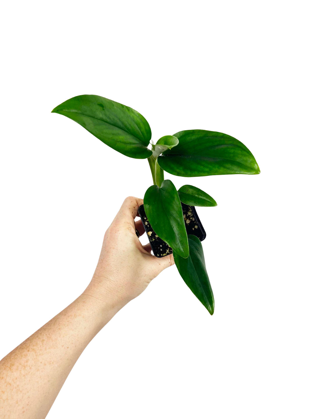 Monstera Standleyana Green (Reverted)