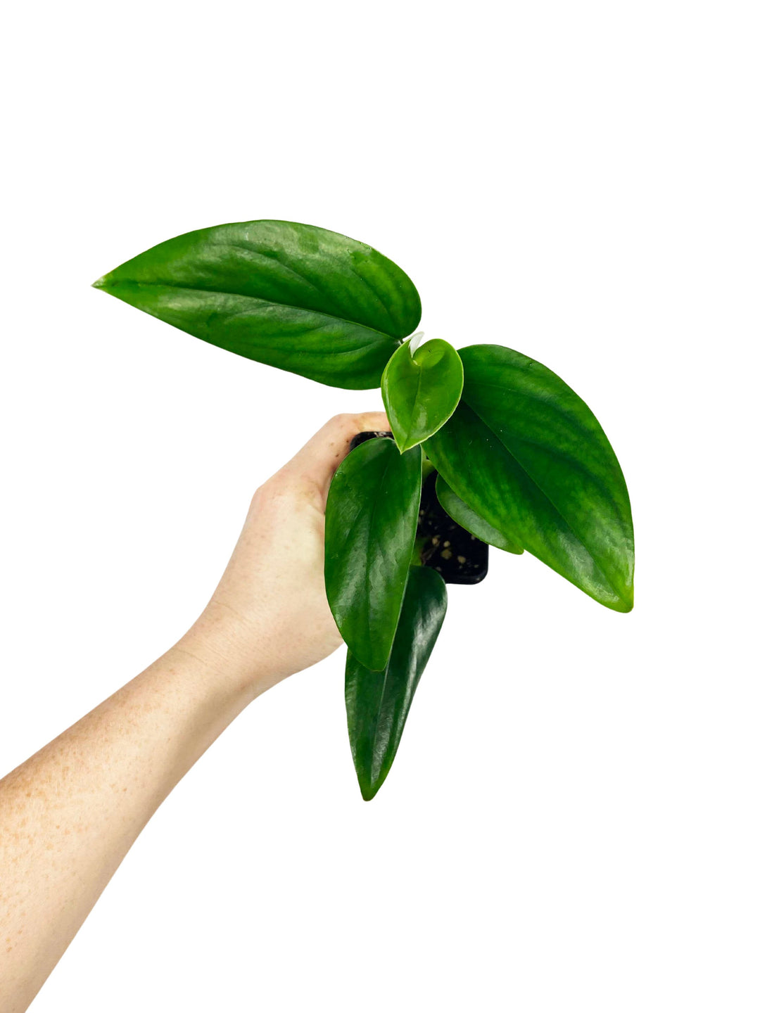 Monstera Standleyana Green (Reverted)